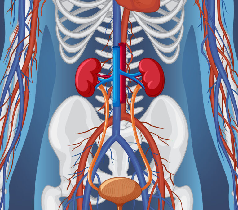 X-ray of human body with internal organs